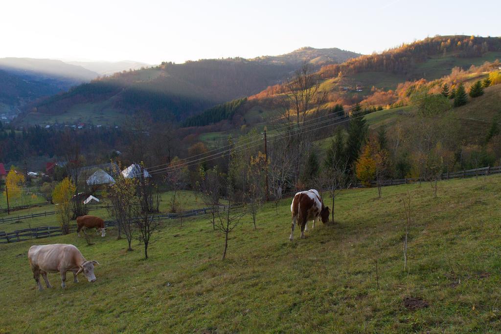 Kings Valley - Sunny Botesti Cîmpeni Buitenkant foto
